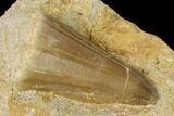 Mosasaur (Mosasaurus) Tooth In Rock - Morocco #155372-2